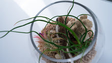 Load image into Gallery viewer, Mini Coastal Terrarium