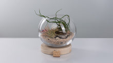 Load image into Gallery viewer, Mini Coastal Terrarium
