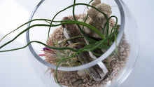 Load image into Gallery viewer, Mini Coastal Terrarium