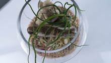 Load image into Gallery viewer, Mini Coastal Terrarium