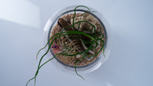 Load image into Gallery viewer, Mini Coastal Terrarium