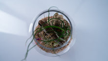 Load image into Gallery viewer, Mini Coastal Terrarium