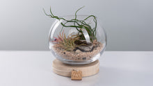 Load image into Gallery viewer, Mini Coastal Terrarium